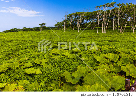[Hokkaido_Kushiro_Cape Shiriha] A summer resort that will make you want to take a deep breath and soothe your mind and body. July 130701513