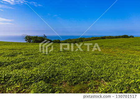 [Hokkaido_Kushiro_Cape Shiriha] A summer resort that will make you want to take a deep breath and soothe your mind and body. July 130701517
