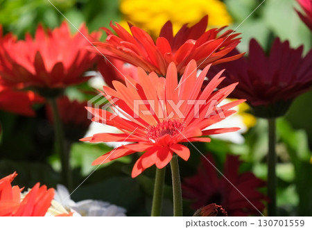 Transvaal daisy or Barberton daisy (lat.- Gerbera) 130701559