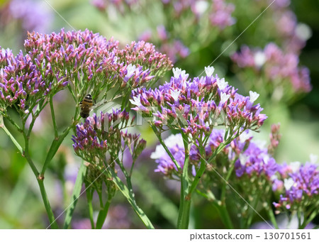 Sea-lavender, statice, caspia or marsh-rosemary (lat.- Limonium) Sea-lavender, statice, caspia or marsh-rosemary (lat.- Limonium) 130701561