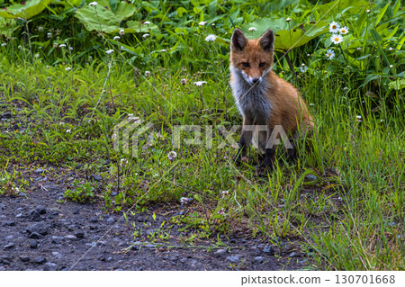 【北海道_釧路_白羽岬】讓人想深呼吸，舒緩身心的避暑勝地。 7月 130701668