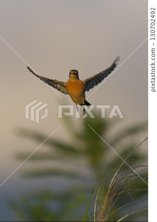 Flying Stonechat 130702492