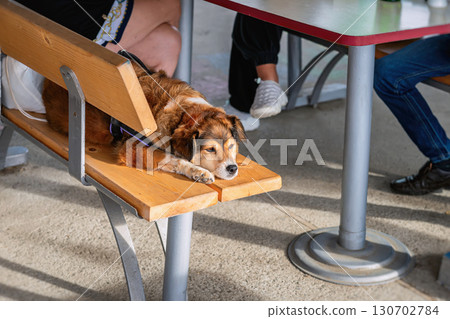 Cute dog resting on wooden bench at outdoor cafe next to people, enjoying peaceful atmosphere. Concept of pet-friendly travel, lazy afternoon, relaxed lifestyle 130702784