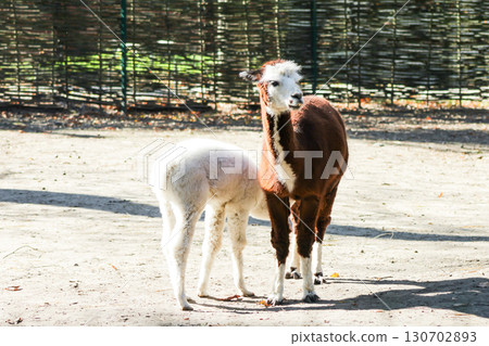 Alpaca Vicugna pacos white baby animal Alpaca Vicugna pacos white baby animal 130702893