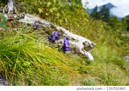 Torikabuto flowers 130702961