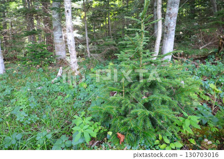 北海道遠內托湖的神秘湖岸 130703016