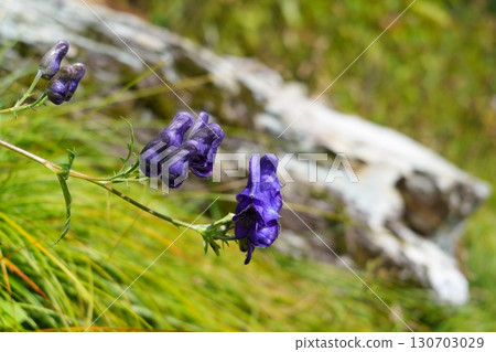 Torikabuto flowers Torikabuto flowers 130703029