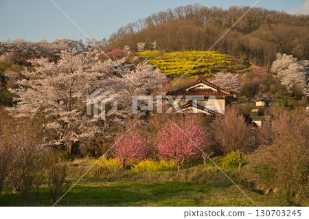 福島縣花見山的春天,五彩繽紛的花朵盛開 福島縣花見山的春天,五彩繽紛的花朵盛開 130703245