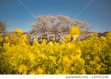 幸手權現堂櫻堤，藍天、油菜花、櫻花爭艷，春天景色美麗 130703246