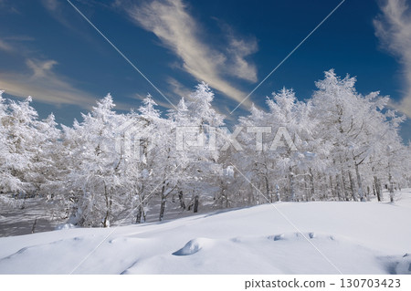 Snow-covered birch forest with blue sky and white clouds 130703423