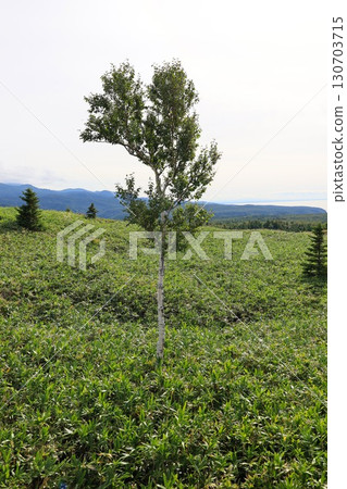 Scenery of the Shiretoko Five Lakes in Hokkaido 130703715