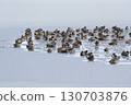 一群鴨子聚集在結冰的池塘上 130703876