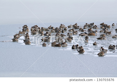 一群鴨子聚集在結冰的池塘上 一群鴨子聚集在結冰的池塘上 130703876
