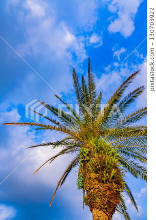 [Miyazaki Prefecture] Miyazaki City, Roadside Station Phoenix, Palm Trees 130703922