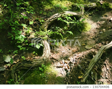 Snake-like undulating tree roots 130704406