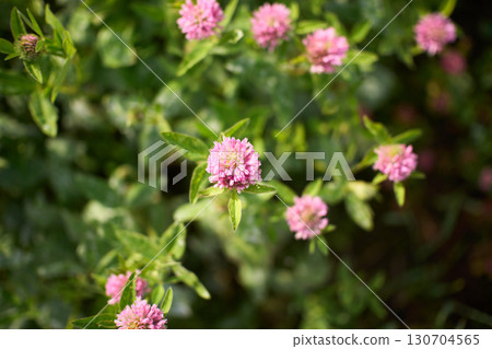 Beautiful clover flowers bloom in a lush green field during a sunny afternoon, highlighting nature 130704565