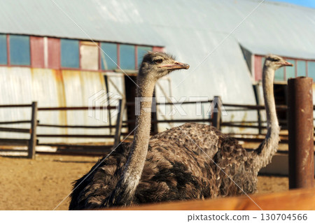 Ostriches observing their surroundings in a farm setting with houses in the background on a clear day 130704566