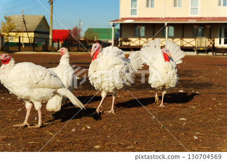 A group of white turkeys is seen foraging on the grass in a barnyard. A group of white turkeys is seen foraging on the grass in a barnyard. 130704569