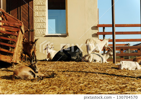 Two goats are lounging comfortably on the ground at a farm, basking in the sunlight. Two goats are lounging comfortably on the ground at a farm, basking in the sunlight. 130704570