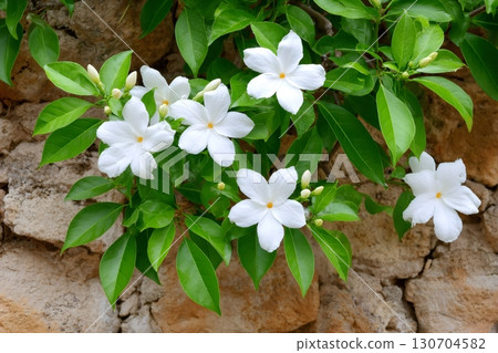 White tabernaemontana divaricata flowers blooming on stone wall White tabernaemontana divaricata flowers blooming on stone wall 130704582