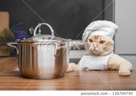 Burmese cat dressed as a chef with a saucepan in the kitchen. Burmese cat dressed as a chef with a saucepan in the kitchen. 130704740