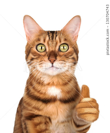Bengal cat with thumbs up gesture on white background 130704743