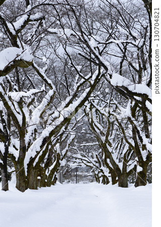 白雪覆蓋的樹木和富有深度的風景 白雪覆蓋的樹木和富有深度的風景 130704821