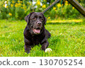 Chocolate Labrador retriever lying on green grass with tennis ball at outdoor dog training park. Dog resting after active play session. Pet training and obedience concept. 130705254