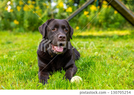 Chocolate Labrador retriever lying on green grass with tennis ball at outdoor dog training park. Dog resting after active play session. Pet training and obedience concept. 130705254
