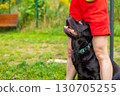 Close-up of chocolate Labrador retriever looking up at woman trainer during obedience session at outdoor dog park. Training interaction and focused attention concept 130705255