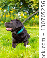 Chocolate Labrador retriever lying on grass with tennis ball and looking away at outdoor dog agility area. Resting after fetch and training. Pet obedience and sport activity concept. 130705256