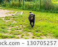 Chocolate Labrador retriever running on green grass with tennis ball in mouth at dog agility park. Dynamic movement and fetch training. Pet play and activity concept. Action shot outdoor view 130705257