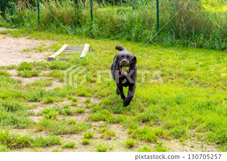 Chocolate Labrador retriever running on green grass with tennis ball in mouth at dog agility park. Dynamic movement and fetch training. Pet play and activity concept. Action shot outdoor view 130705257