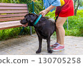 Chocolate Labrador retriever standing next to bench while woman holds collar during training session at outdoor park. Preparing for walk or leash training. Dog care and handling concept 130705258