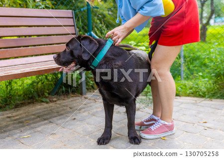Chocolate Labrador retriever standing next to bench while woman holds collar during training session at outdoor park. Preparing for walk or leash training. Dog care and handling concept Chocolate Labrador retriever standing next to bench while woman holds collar during training session at outdoor park. Preparing for walk or leash training. Dog care and handling concept 130705258