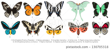 Vintage butterfly. Encyclopedia set. Classic engraving. Hand drawn filigree details. Decorative nature tropical insect, colorful moths. Retro scrapbook illustration. Vector graphic isolated objects 130705318