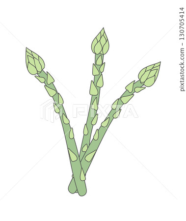 Hand drawn asparagus isolated on white background. Sparrowgrass. Vector illustration 130705414
