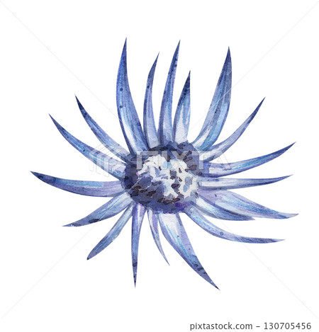 Watercolor illustration of a blue cornflower. Botanical plant drawing isolated on white background for design and printing Watercolor illustration of a blue cornflower. Botanical plant drawing isolated on white background for design and printing 130705456
