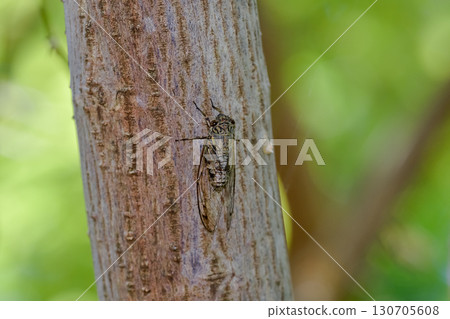 Tsukutsukubi 130705608