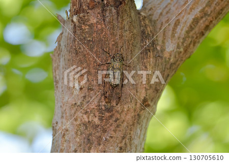 ツクツクボウシ 130705610