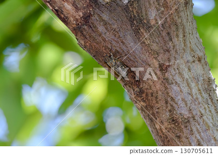 ツクツクボウシ ツクツクボウシ 130705611