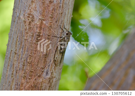 ツクツクボウシ 130705612