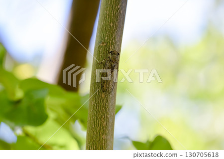 ツクツクボウシ ツクツクボウシ 130705618