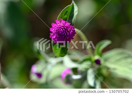 Sennichiko 130705702