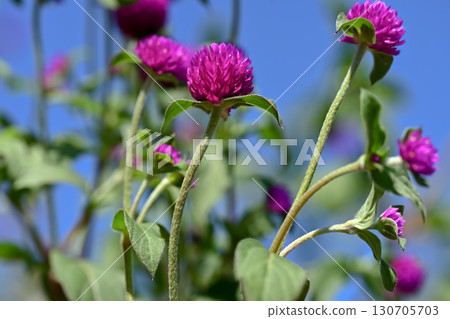 Sennichiko 130705703