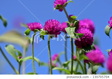 Sennichiko Sennichiko 130705704