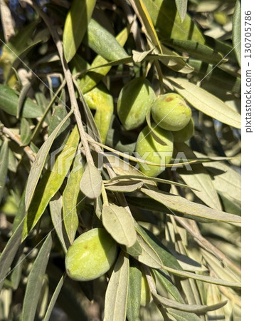 Close-up of olive branch with green olives. Mediterranean, Europe, Cyprus island. Close-up of olive branch with green olives. Mediterranean, Europe, Cyprus island. 130705786