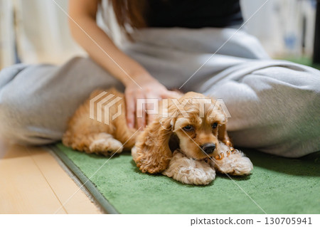 與寵物互動 130705941