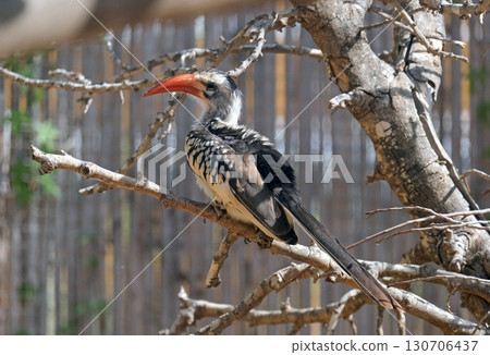 Red-billed hornbill (lat.- Tockus erythrorhynchus) 130706437