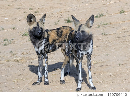 African wild dog (lat.- Lycaon pictus) in the Midbarium African wild dog (lat.- Lycaon pictus) in the Midbarium 130706440